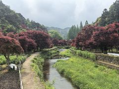 -四明山国家森林公园