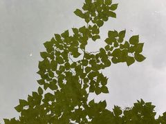 -云岗森林公园