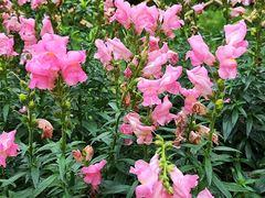 -深圳市中科院仙湖植物园