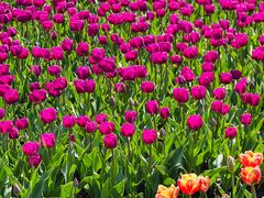 -玄武湖景区-情侣园游乐场