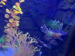 -梦幻海洋王国(吾悦广场张家港店)