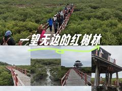-北海金海湾红树林生态旅游区