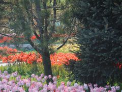 -石家庄市植物园