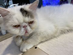 -平行世界·猫咖(首经贸店)