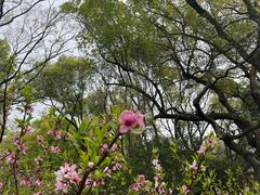 -绮园景区