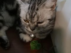 -李小姐の猫咖啡馆(五角场店)