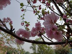 -观澜湖生态运动公社