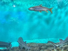 -太平洋海底世界