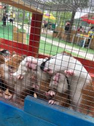 -萌宠亲子动物乐园(槐房万达店)