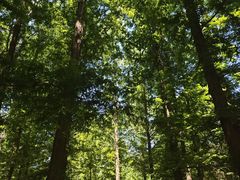 -白水寺森林公园