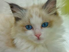 -青奢宠物·青奢猫舍