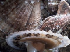 -宾朋海鲜特色美食餐厅·纯手工鲅鱼水饺(兴海路店)