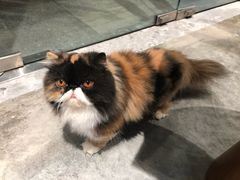 -瞄一喵猫咖(格力海岸店)