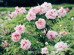 -洛阳市隋唐城遗址植物园