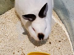 -momokira米努特·德文卷毛猫·棉花面纱犬