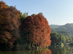 -深圳仙湖植物园