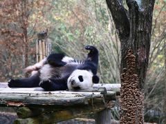 -都江堰中华大熊猫苑