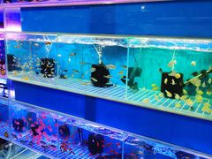 -曲阳花鸟市场(曲阳路店)