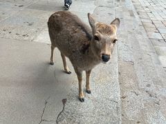 -奈良公园