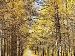 -塞罕坝国家级自然保护区