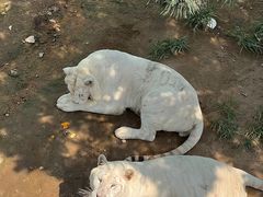 -西霞口神雕山野生动物世界