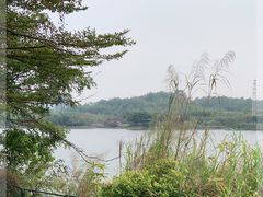 -广东花都湖国家湿地公园