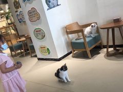 -藏猫猫咖啡主题馆(中央大道店)