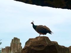 -海南热带野生动植物园