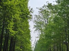 -日照海滨国家森林公园