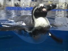 -太平洋海底世界