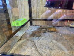 点击看大图 -卡通尼·Safari非洲探索乐园·生日会(金桥国际商业广场店)