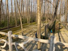 -昆山城市生态森林公园