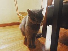 -猫友咖啡店(玉林西路店)