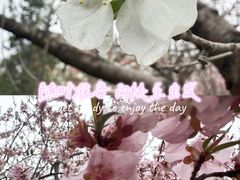 -桃花堤公园