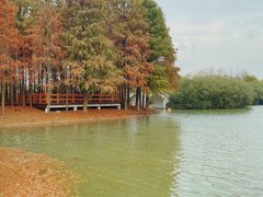 -上海海湾国家森林公园