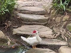 -呀诺达热带雨林