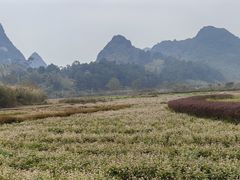 -靖西鹅泉风景区