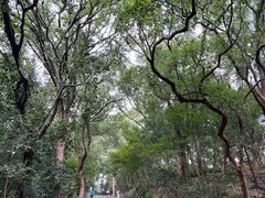 -上海佘山国家森林公园西佘山园