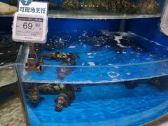 石斑鱼-7fresh七鲜(大族广场店)