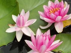 -天津东丽湖风景区