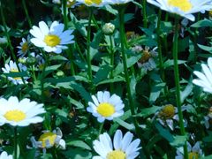 -徐家汇源景区-衡山公园