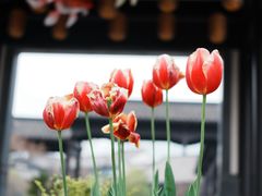 -春色如许·茶食餐厅(桃李春风店)