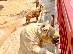 -西霞口神雕山野生动物世界