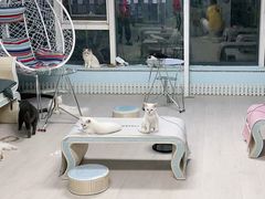 -喵百万·布偶·蓝金金渐层英短·猫舍(百子湾店)