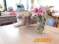 -猫音日语留学培训