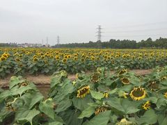 -百万葵园