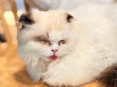 -楼上猫咖(罗湖店)