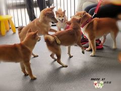 -柴源莊·柴小宠柴犬咖啡