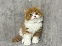 -小猫来了·猫舍(红山六九七九店)