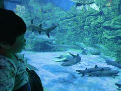 -芜湖新华联大白鲸海洋公园